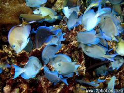 Schooling blue tangs descending down onto areef like a pa... by Zaid Fadul 